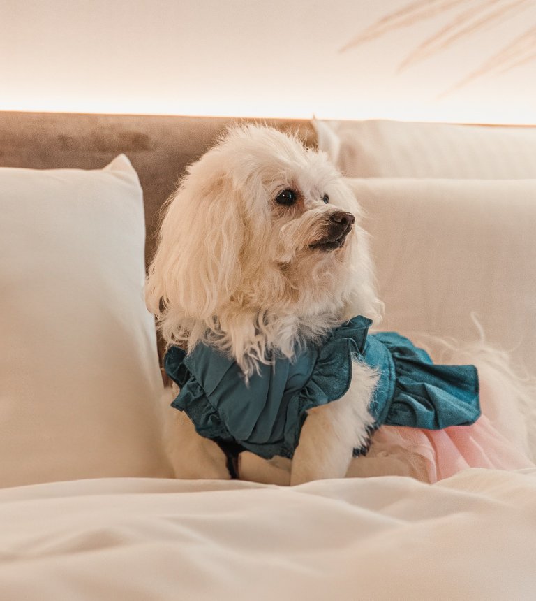 Luksusowy Wypoczynek w Świętokrzyskim – Twój Pupil jest tu mile widziany!